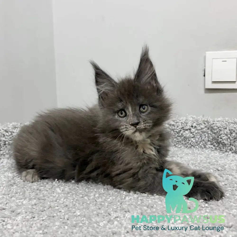Runs Maine Coon female blue tortie live animals