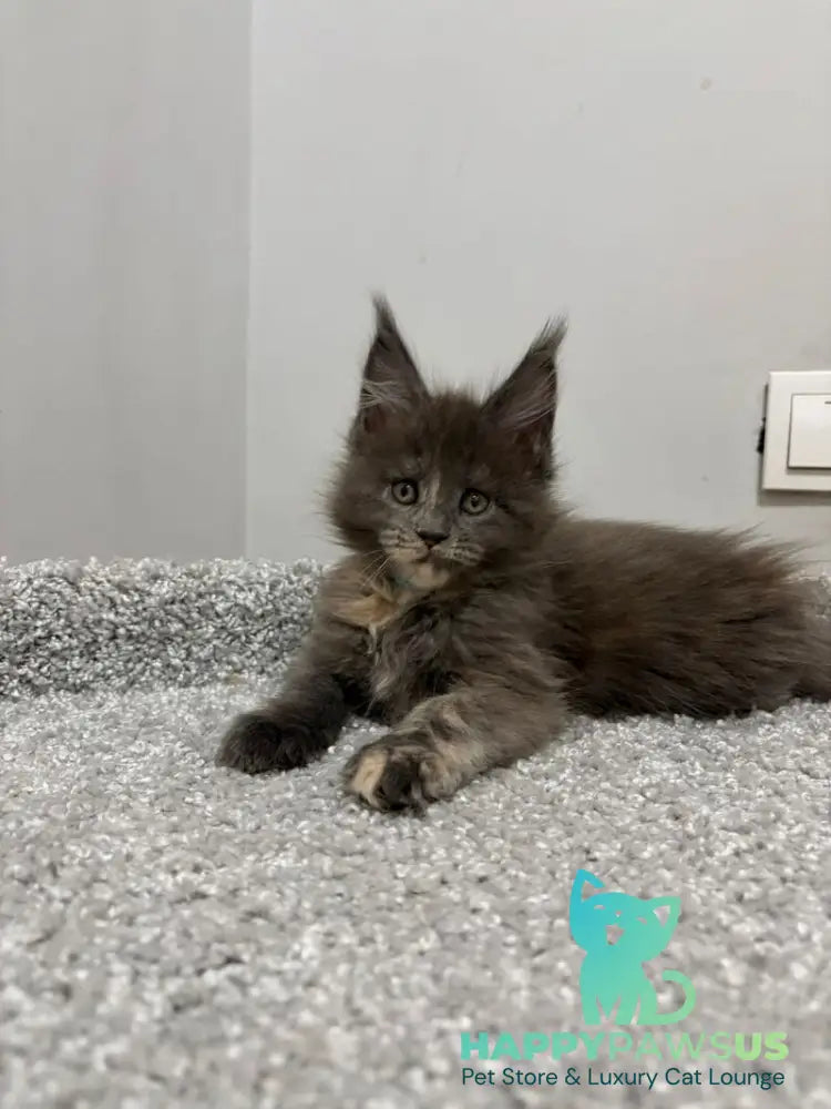 Runs Maine Coon female blue tortie live animals
