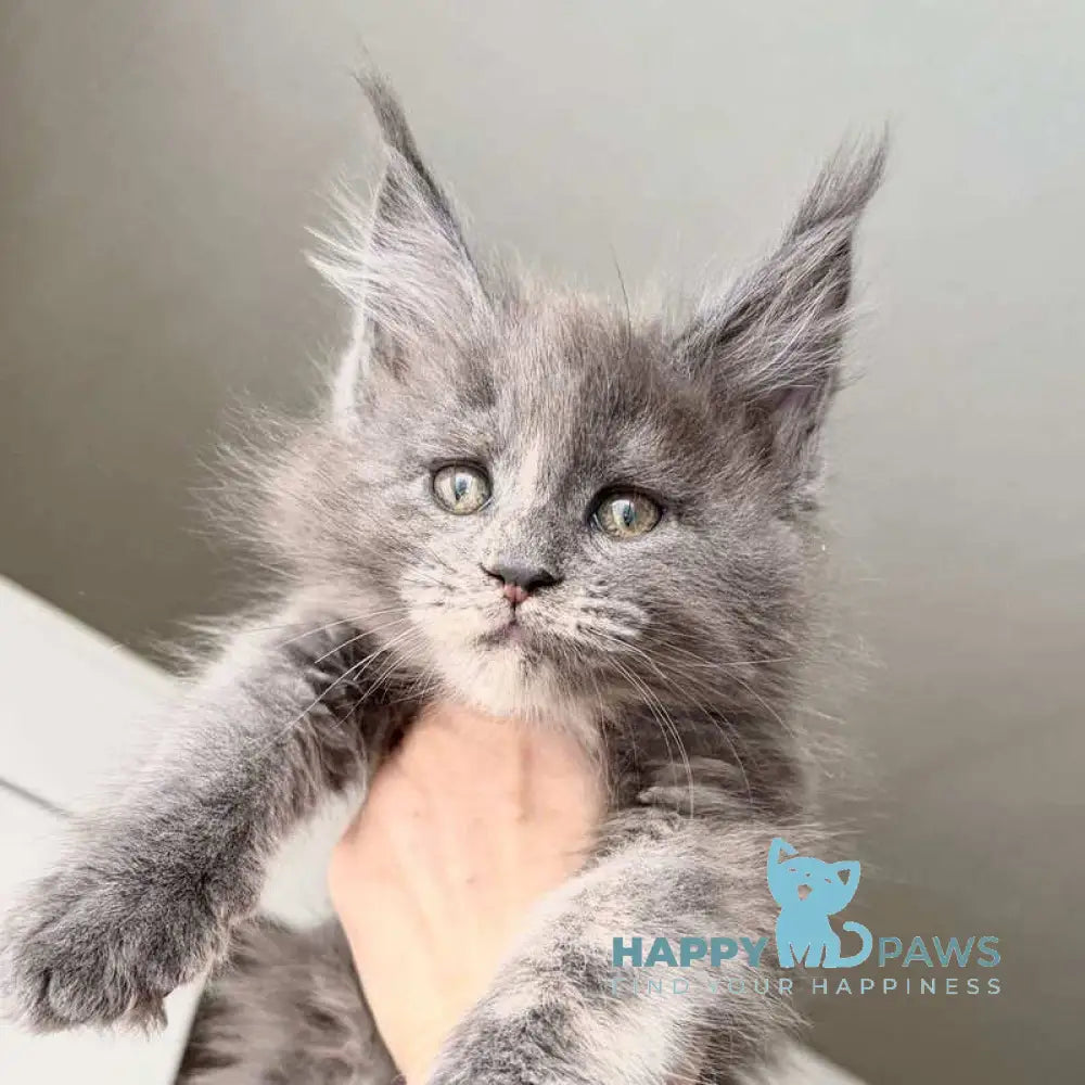 Runs Maine Coon female blue tortie live animals