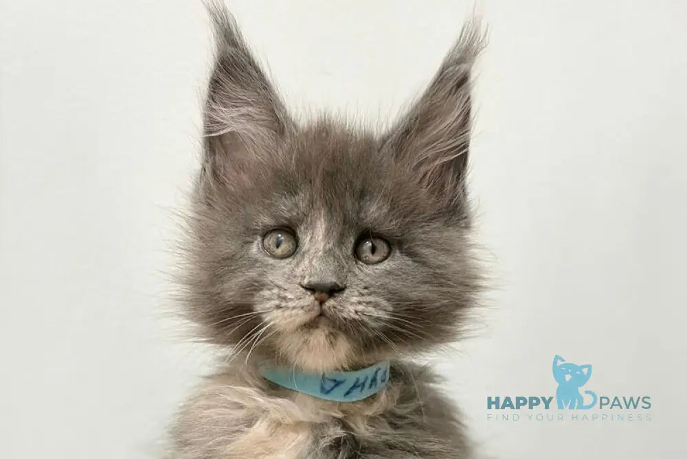 Runs Maine Coon female blue tortie live animals