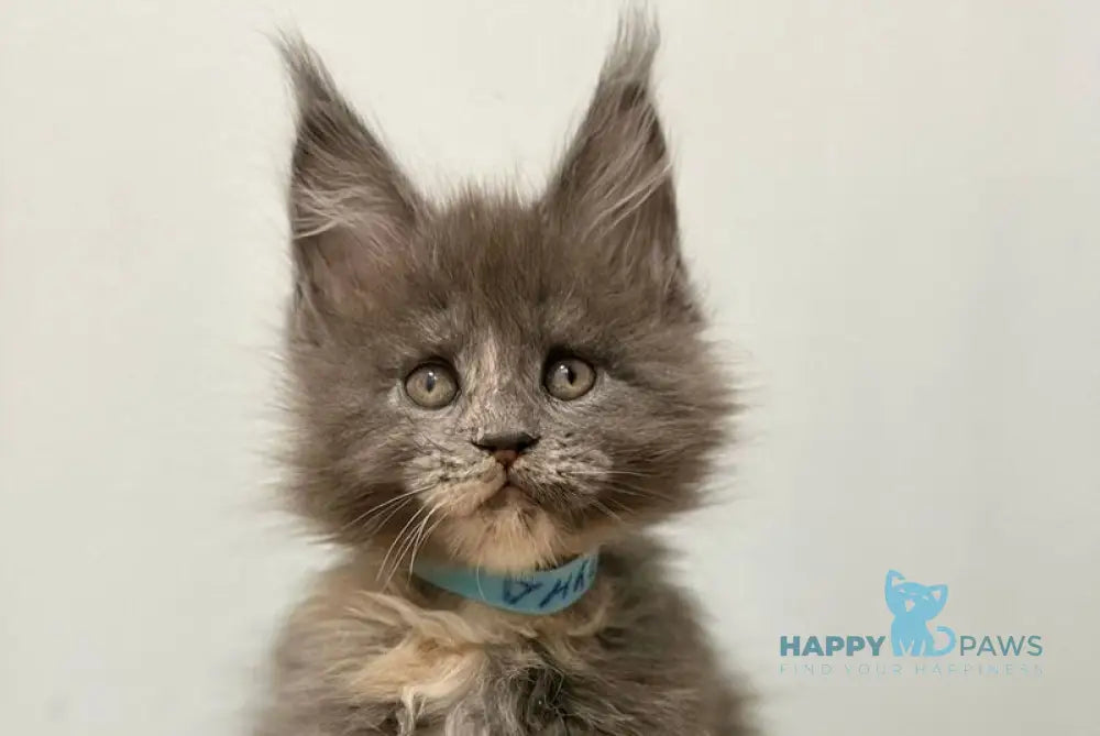 Runs Maine Coon female blue tortie live animals