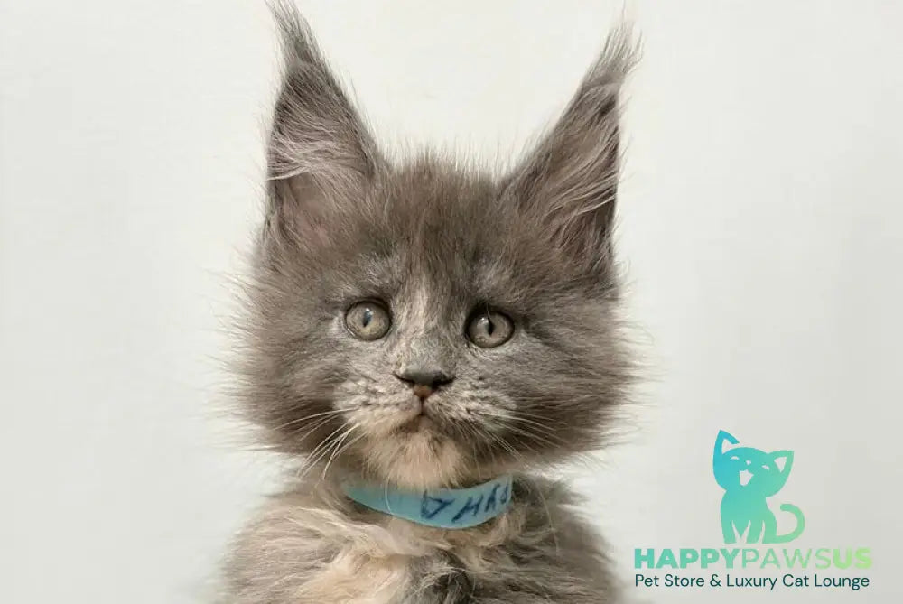 Runs Maine Coon female blue tortie live animals