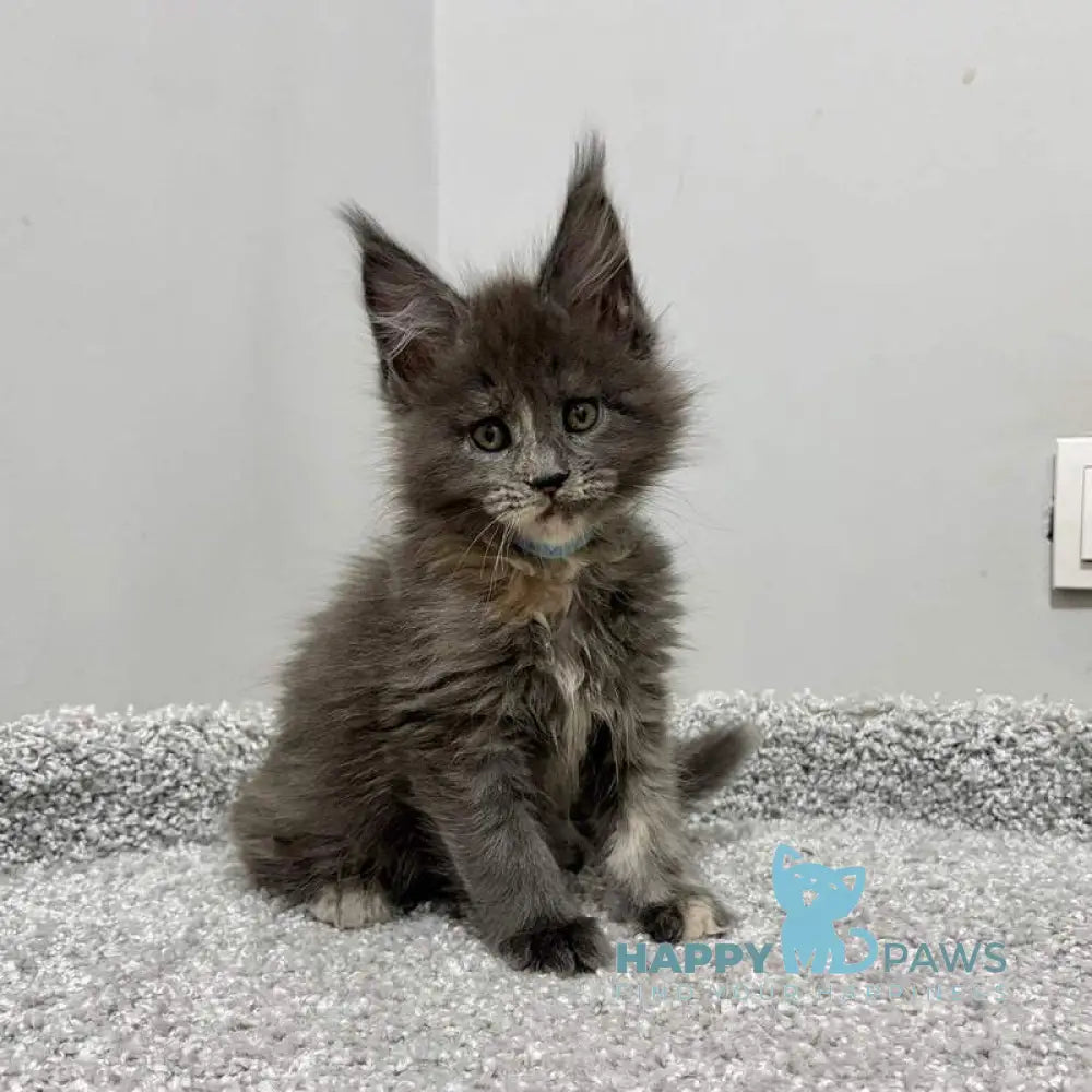 Runs Maine Coon female blue tortie live animals