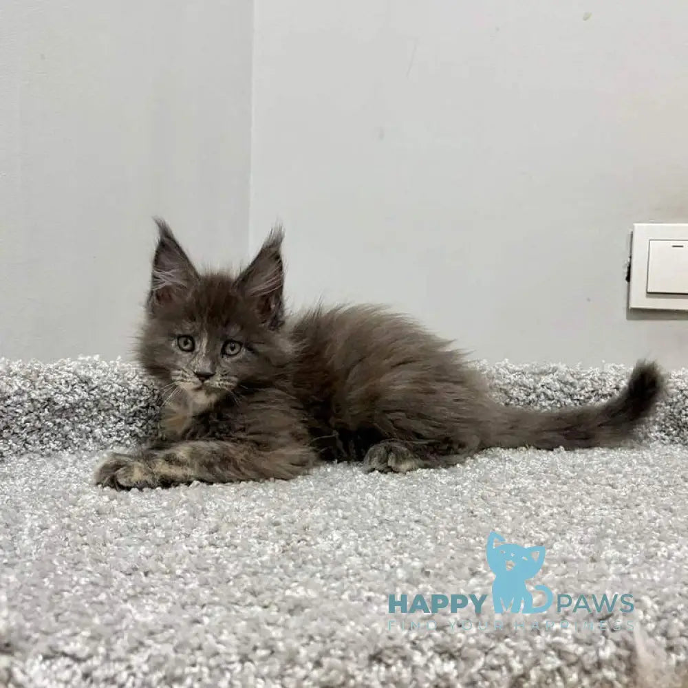 Runs Maine Coon female blue tortie live animals