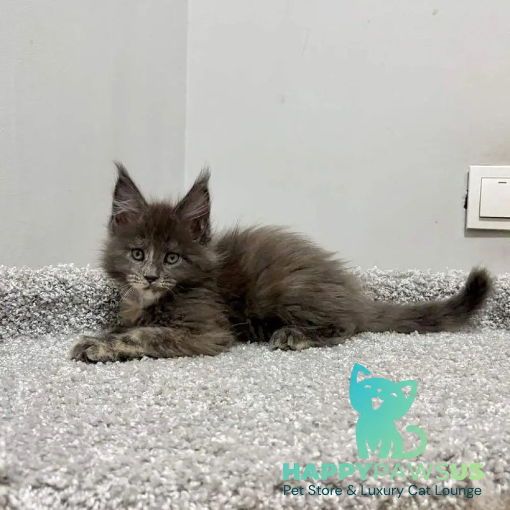Runs Maine Coon female blue tortie live animals