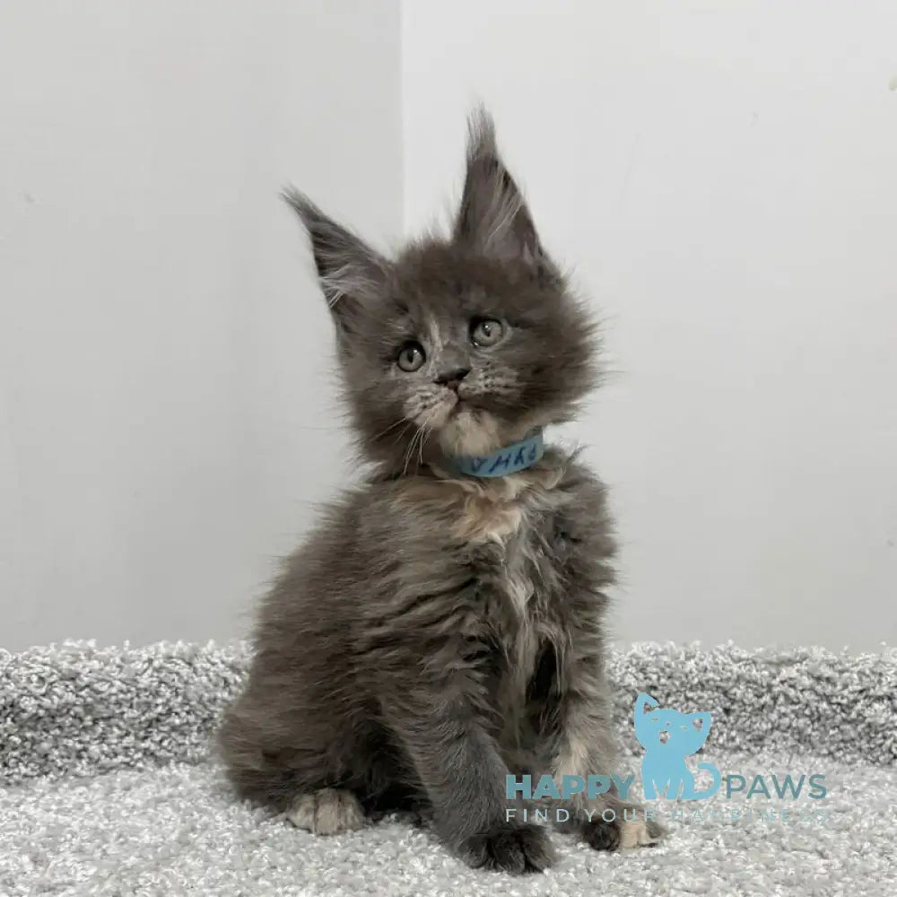 Runs Maine Coon female blue tortie live animals