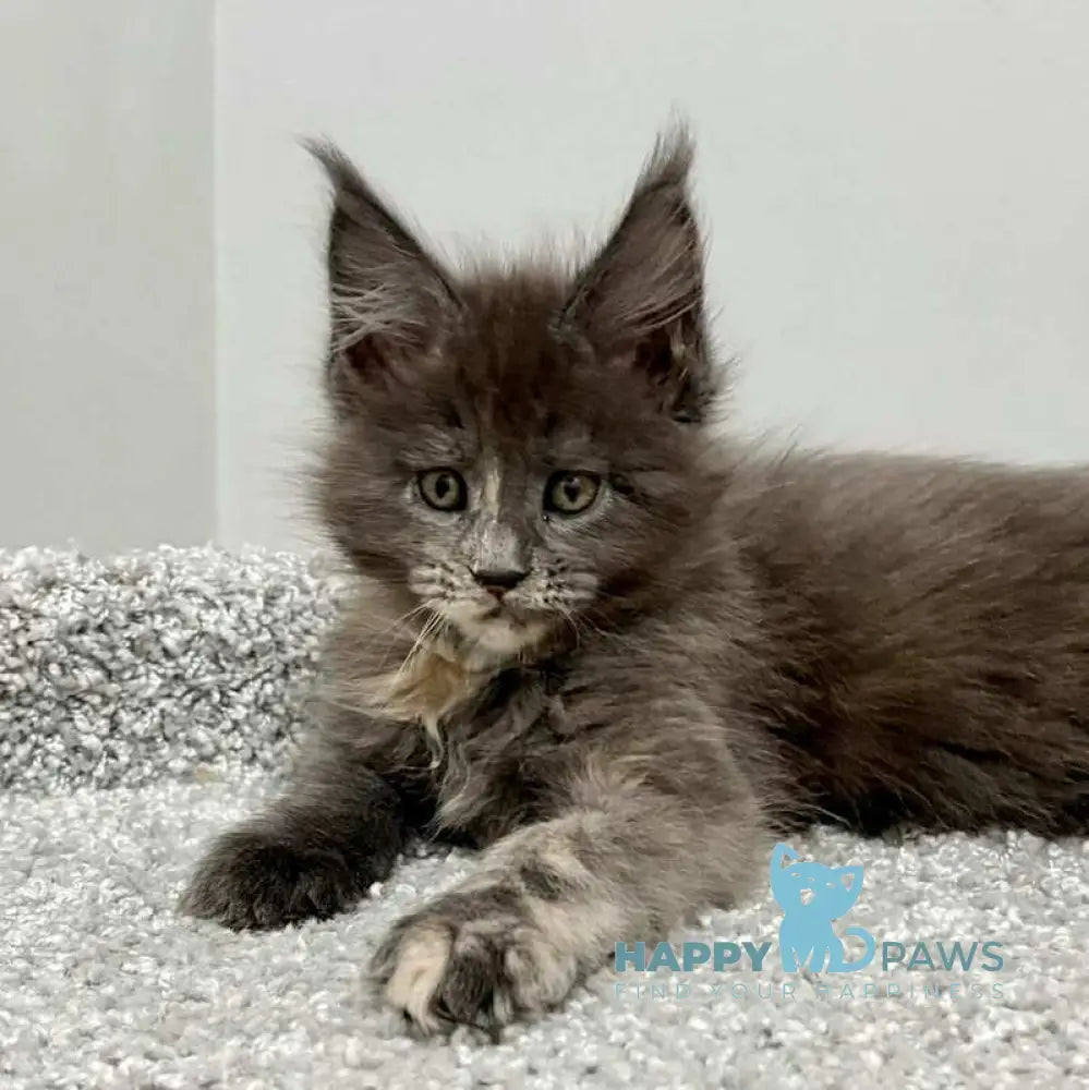 Runs Maine Coon female blue tortie live animals