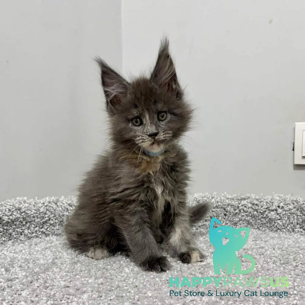 Runs Maine Coon female blue tortie live animals