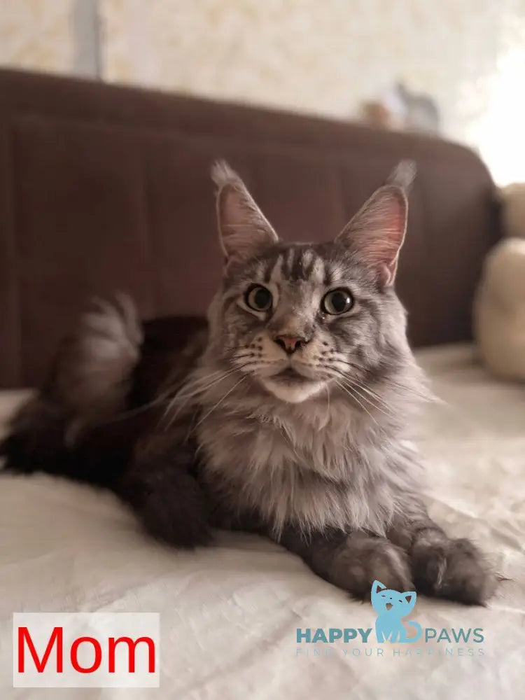 Runs Maine Coon female blue tortie live animals