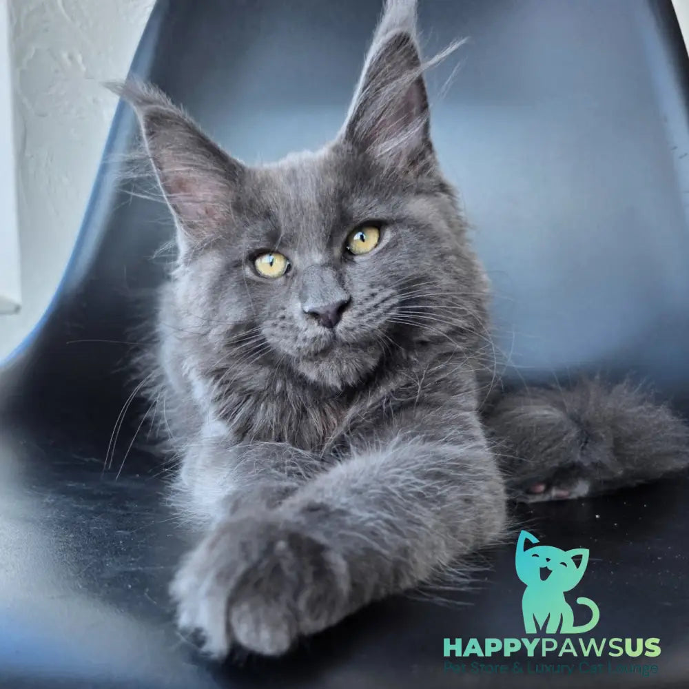 Rurik Maine Coon male blue silver - live animals