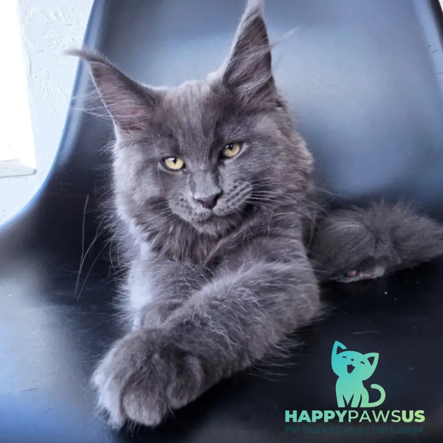 Rurik Maine Coon male blue silver - live animals