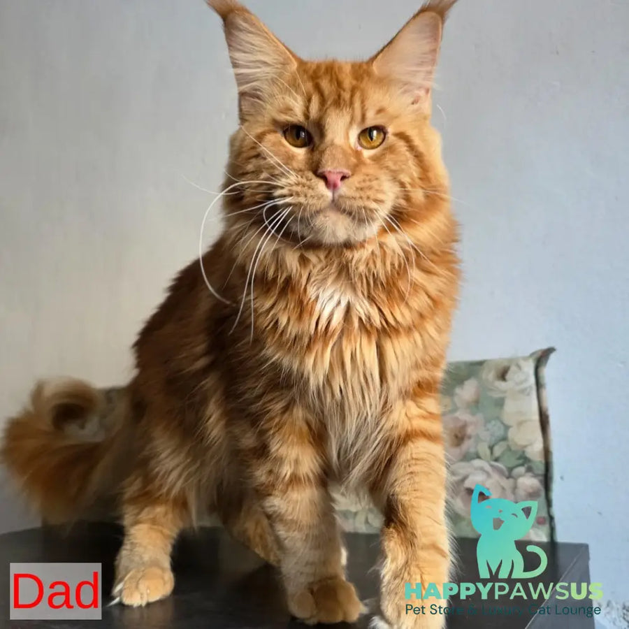 Rurik Maine Coon male blue silver - live animals