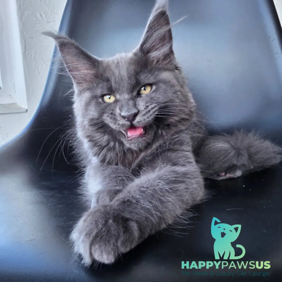Rurik Maine Coon male blue silver - live animals