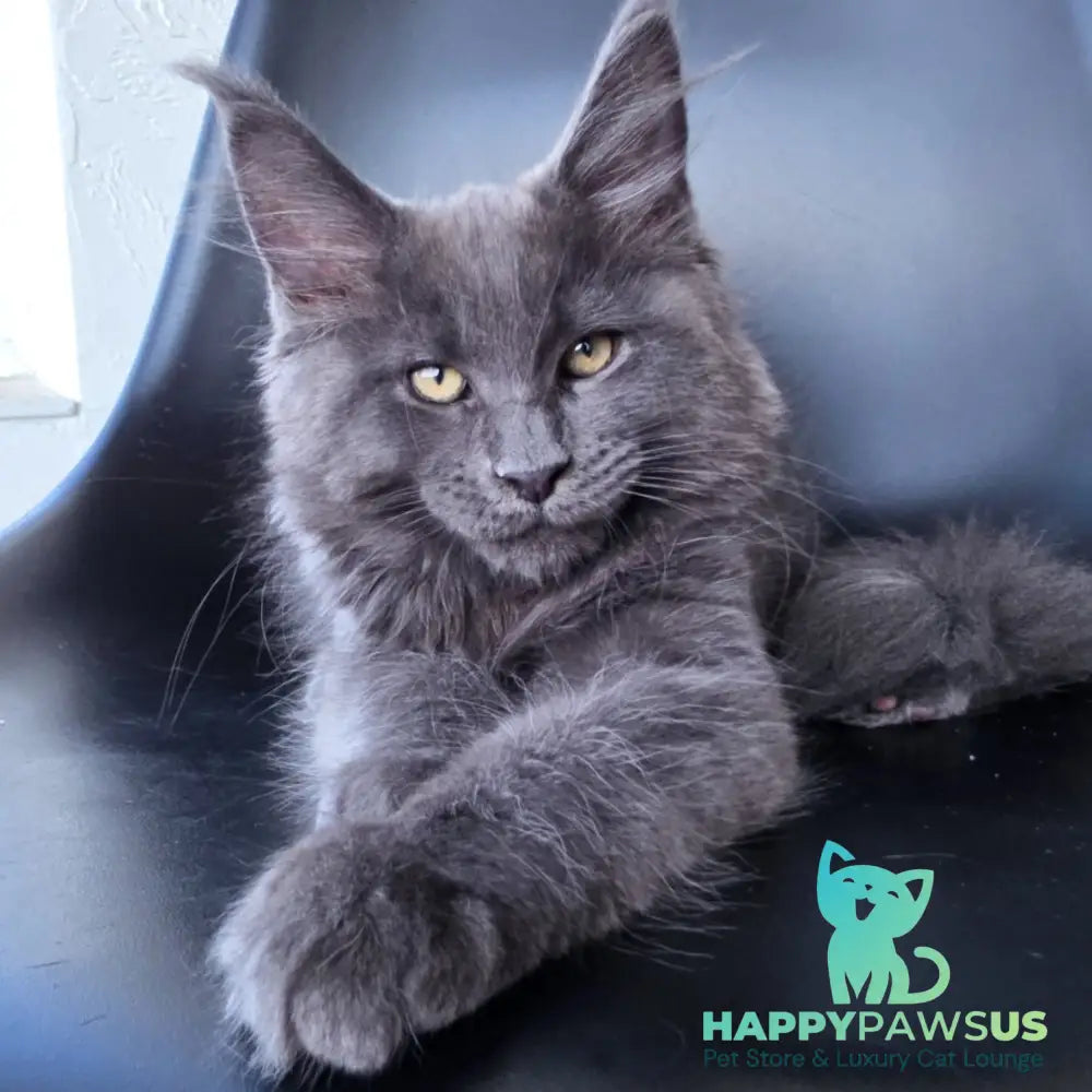 Rurik Maine Coon male blue silver - live animals