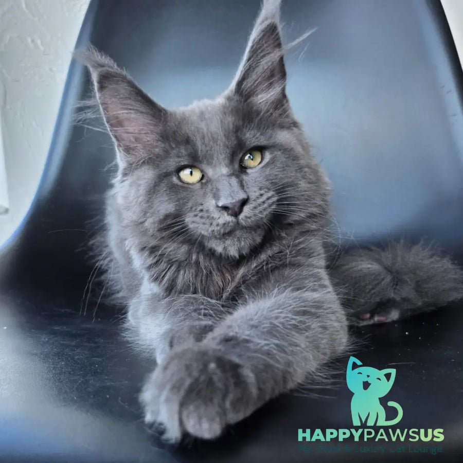 Rurik Maine Coon male blue silver - live animals