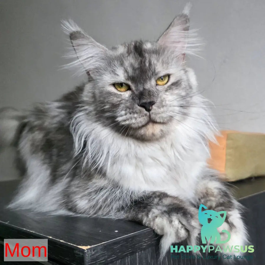 Rurik Maine Coon male blue silver - live animals