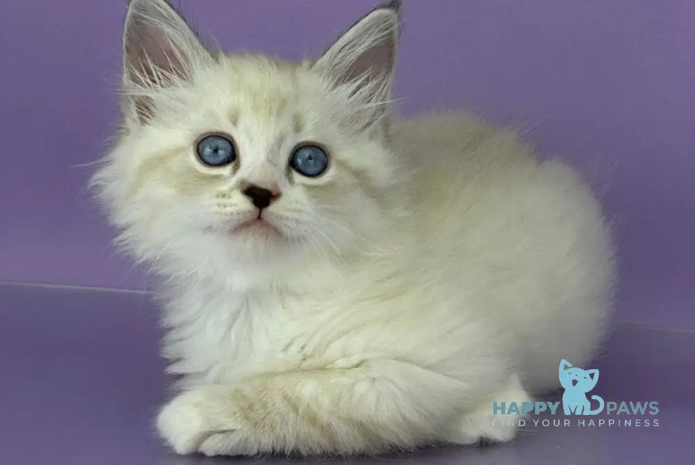 Rurik Siberian male black tabby pointed with white live animals