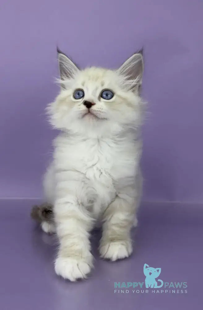 Rurik Siberian male black tabby pointed with white live animals