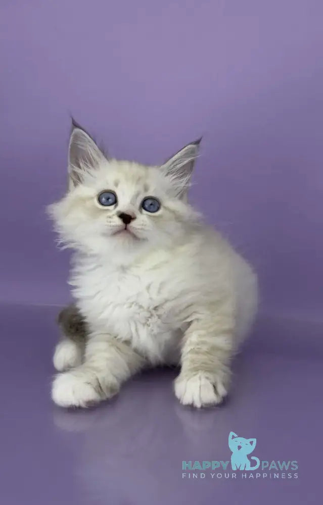 Rurik Siberian male black tabby pointed with white live animals