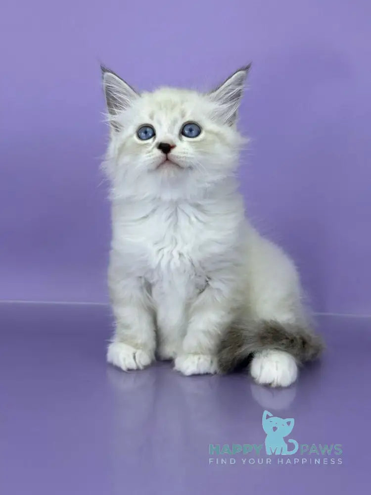 Rurik Siberian male black tabby pointed with white live animals