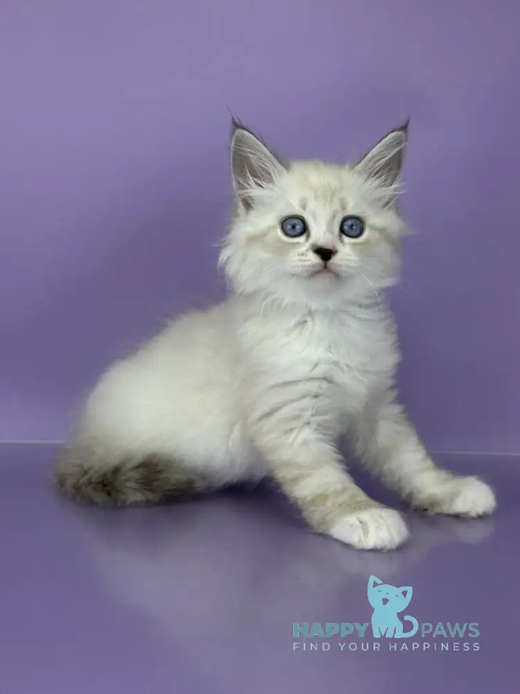 Rurik Siberian male black tabby pointed with white live animals