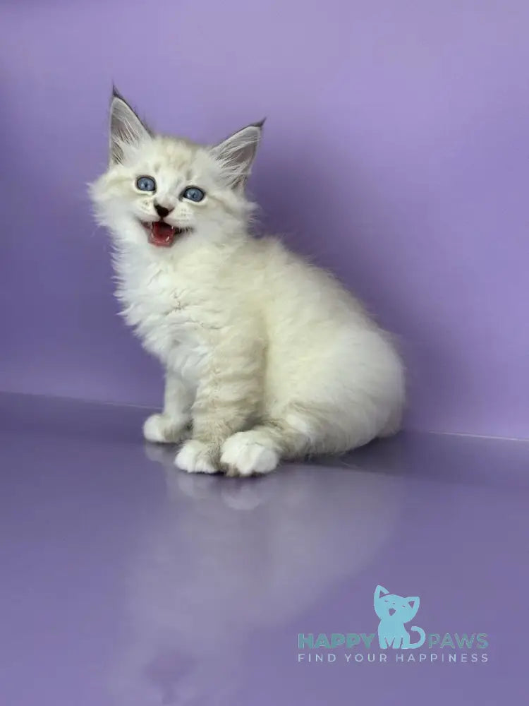 Rurik Siberian male black tabby pointed with white live animals