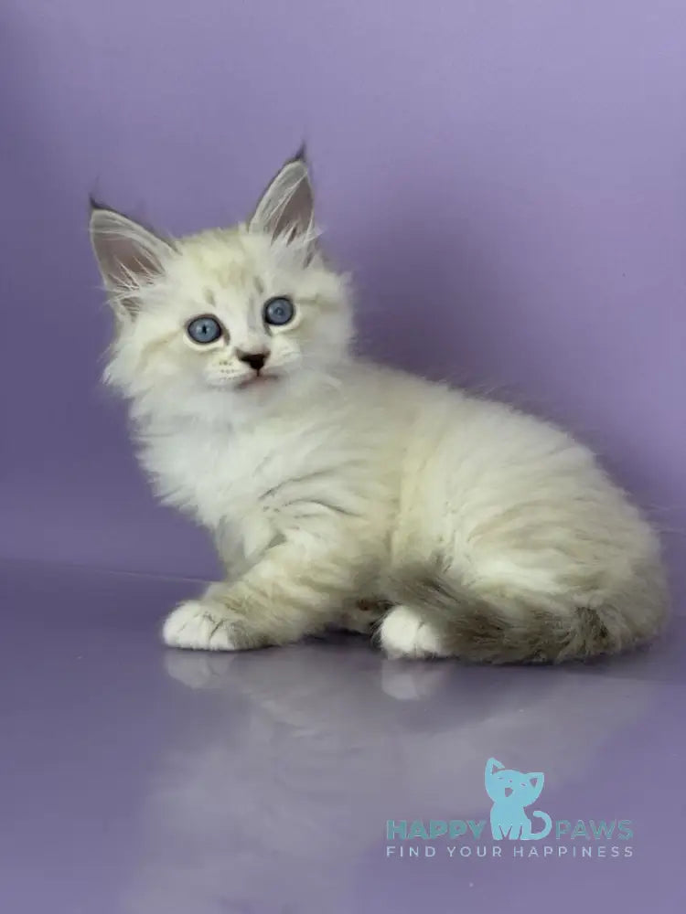 Rurik Siberian male black tabby pointed with white live animals
