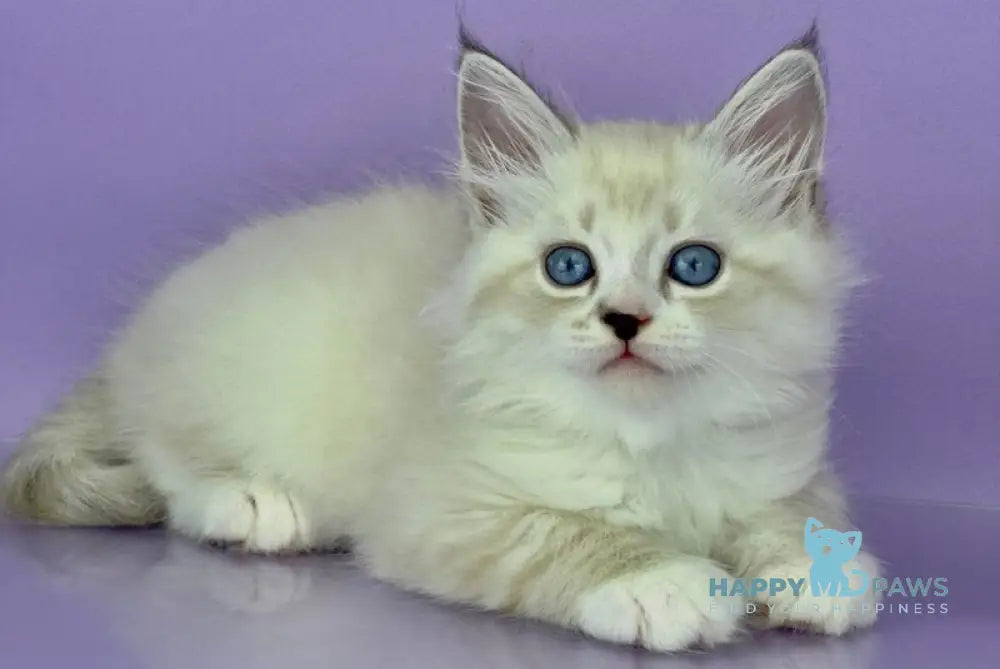 Rurik Siberian male black tabby pointed with white live animals