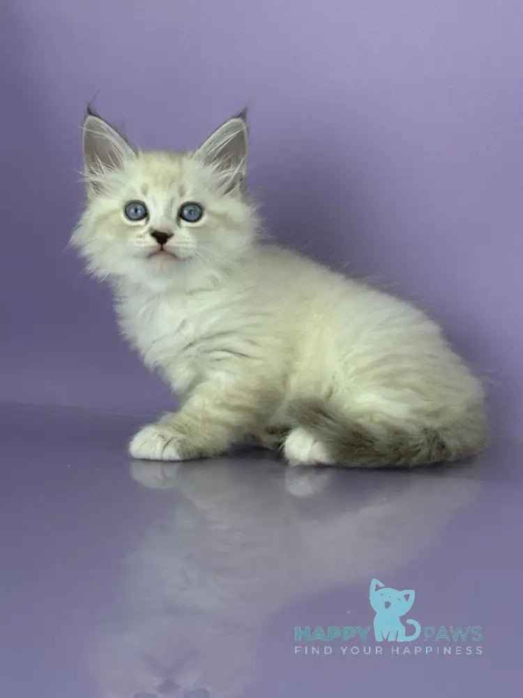 Rurik Siberian male black tabby pointed with white live animals