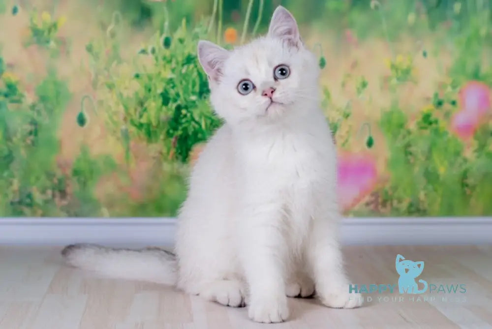 Rusanna Scottish Straight female black golden shaded pointed live animals