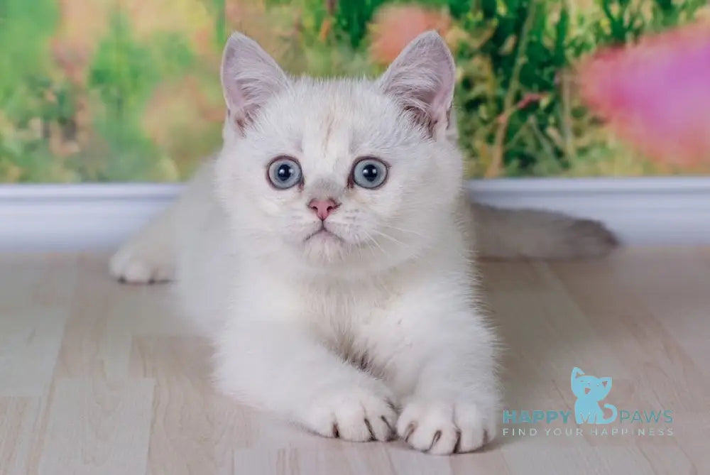 Rusanna Scottish Straight female black golden shaded pointed live animals