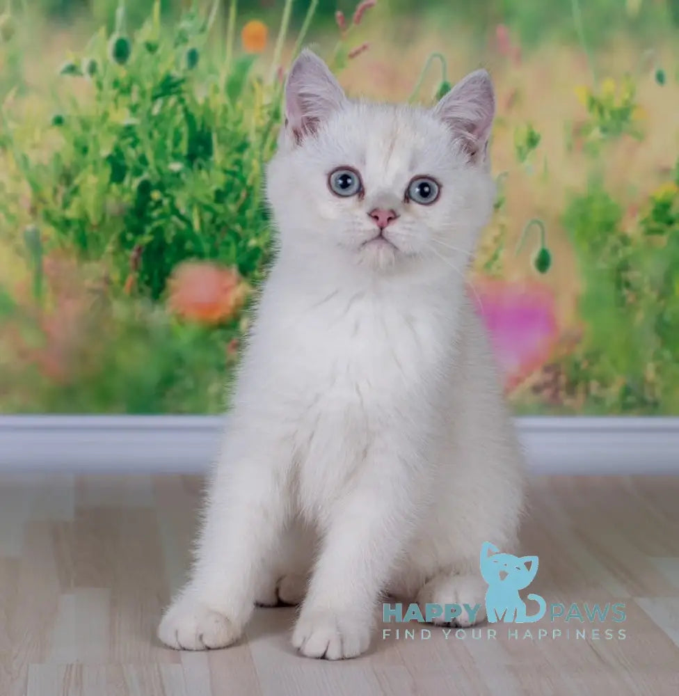 Rusanna Scottish Straight female black golden shaded pointed live animals