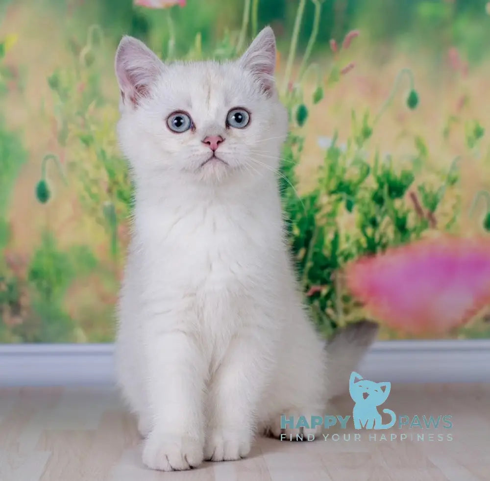 Rusanna Scottish Straight female black golden shaded pointed live animals