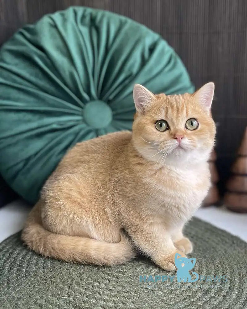 Ruslana British Shorthair female black golden shaded live animals