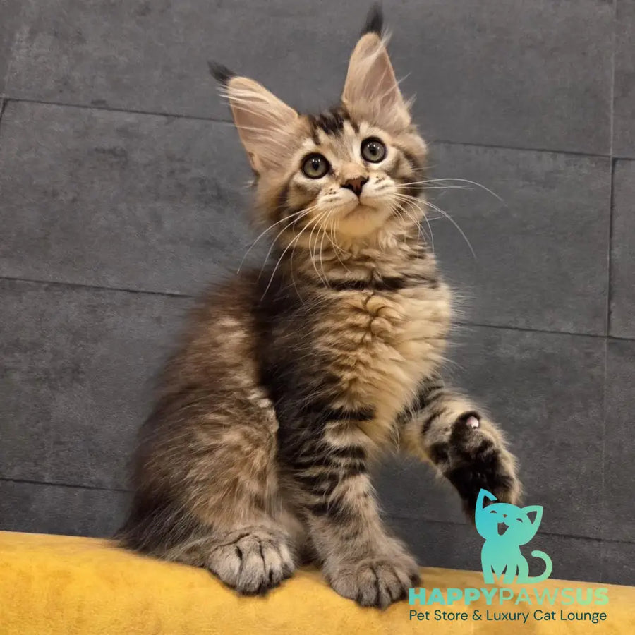 Ruslana Maine Coon polydactyl 6x6x6x6 female black golden ticked tabby - live animals