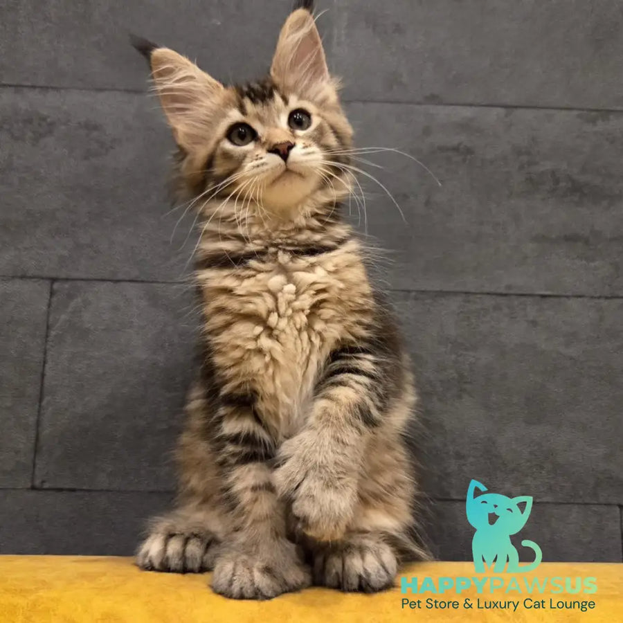 Ruslana Maine Coon polydactyl 6x6x6x6 female black golden ticked tabby - live animals