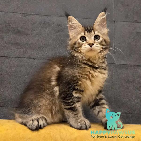 Ruslana Maine Coon polydactyl 6x6x6x6 female black golden ticked tabby - live animals
