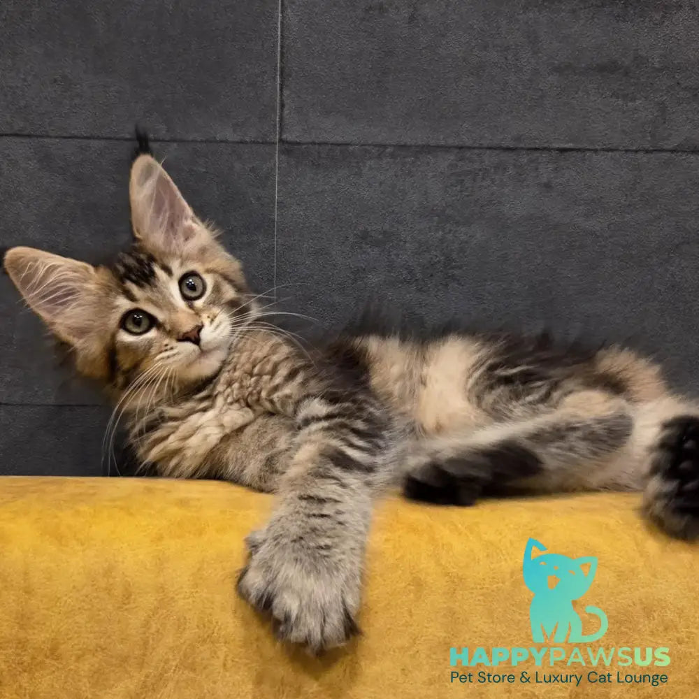 Ruslana Maine Coon polydactyl 6x6x6x6 female black golden ticked tabby - live animals