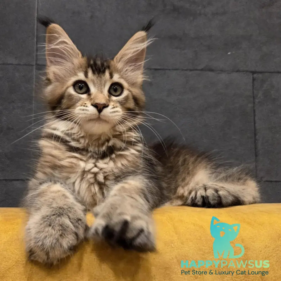 Ruslana Maine Coon polydactyl 6x6x6x6 female black golden ticked tabby - live animals