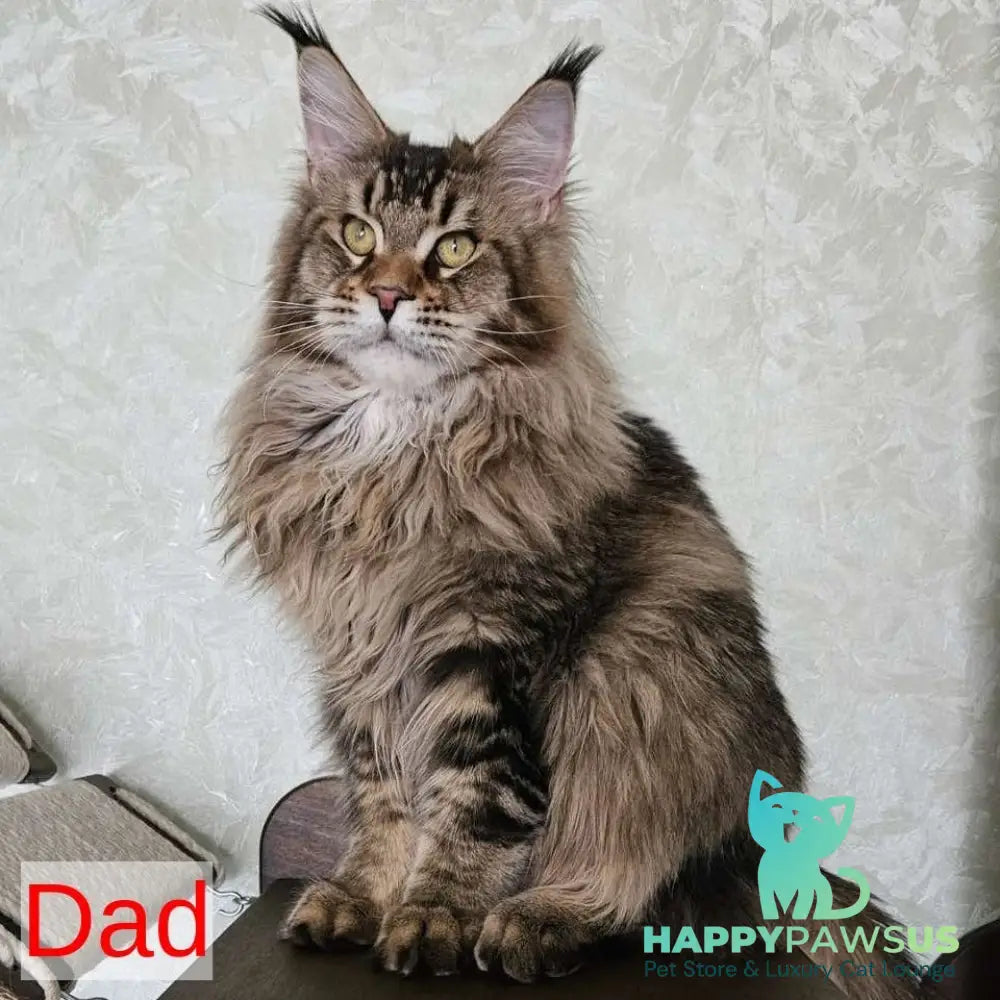 Ruslana Maine Coon polydactyl 6x6x6x6 female black golden ticked tabby - live animals