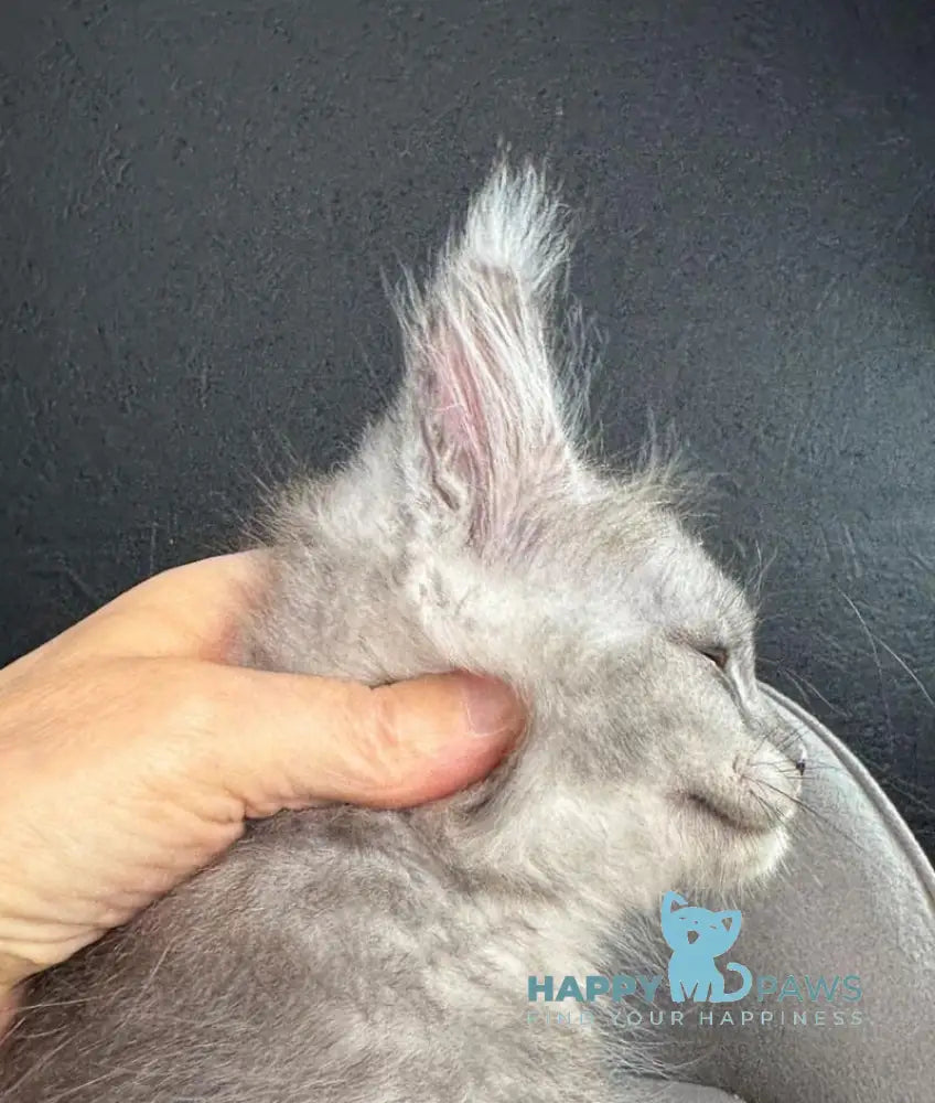 Russel Maine Coon male black silver live animals