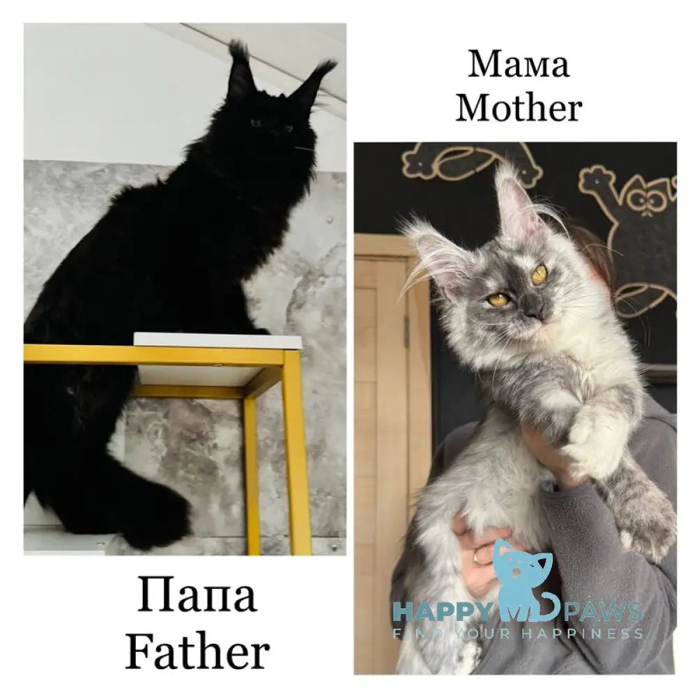 Russel Maine Coon male black silver live animals