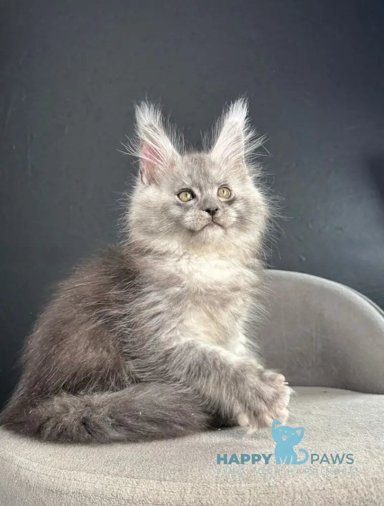 Russel Maine Coon male black silver live animals
