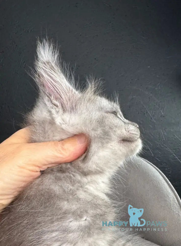 Russel Maine Coon male black silver live animals