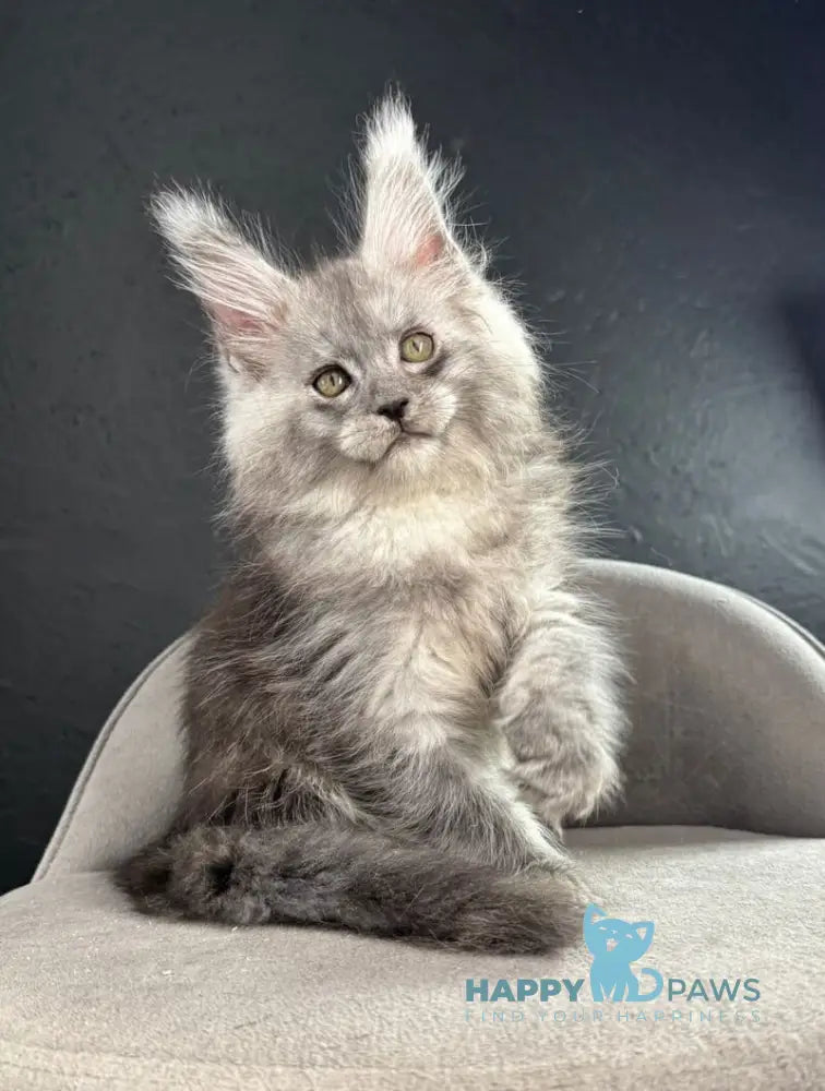 Russel Maine Coon male black silver live animals
