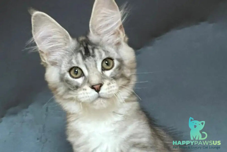 Russel Maine Coon male black silver with white tabby - live animals