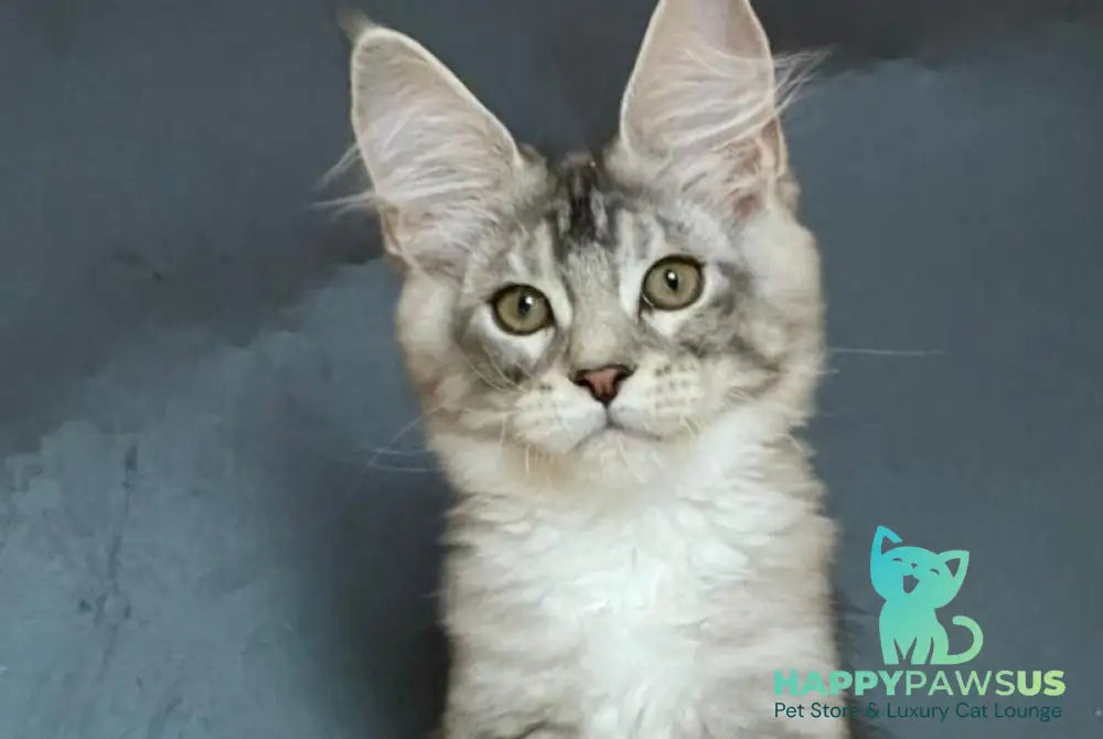 Russel Maine Coon male black silver with white tabby - live animals
