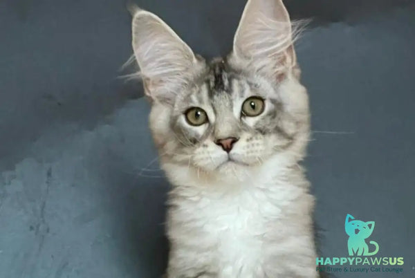 Russel Maine Coon male black silver with white tabby - live animals