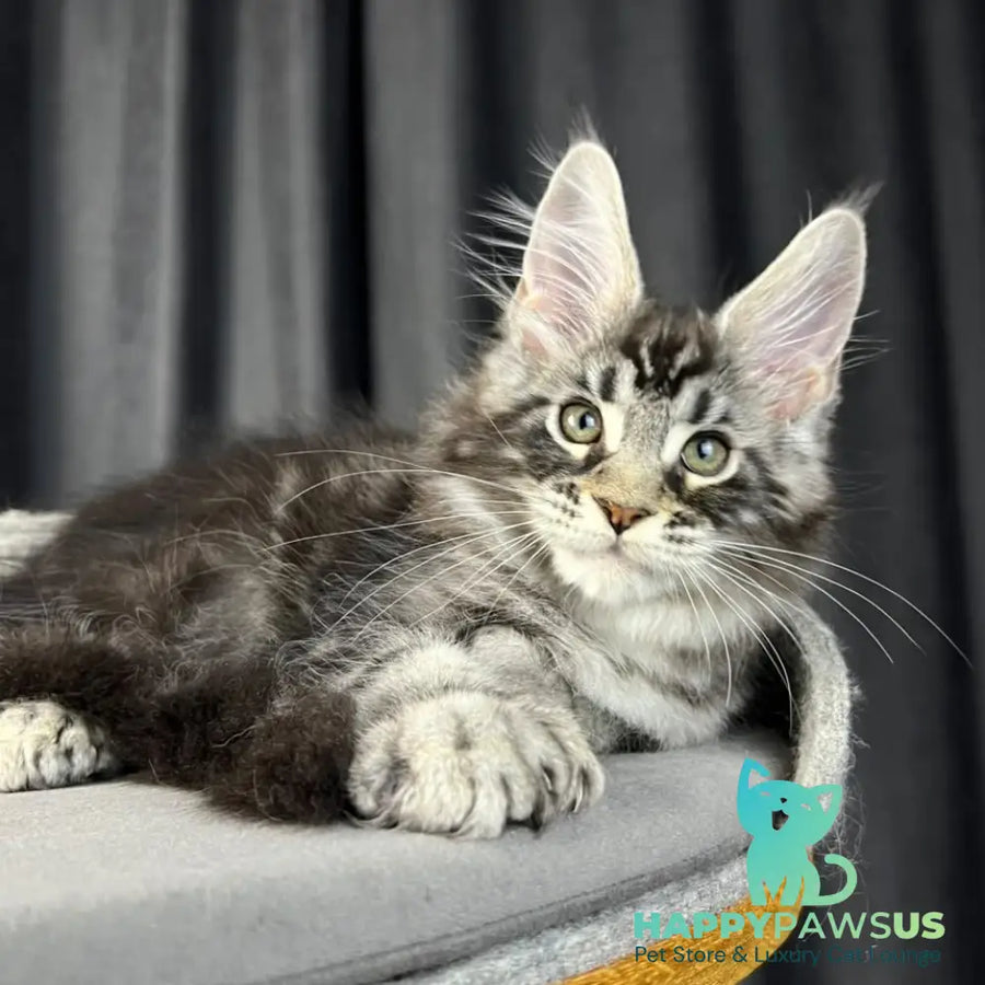 Russell Maine Coon polydactyl 6x6x6x6 male black silver tabby - live animals