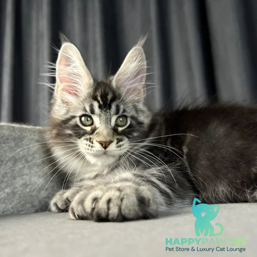 Russell Maine Coon polydactyl 6x6x6x6 male black silver tabby - live animals